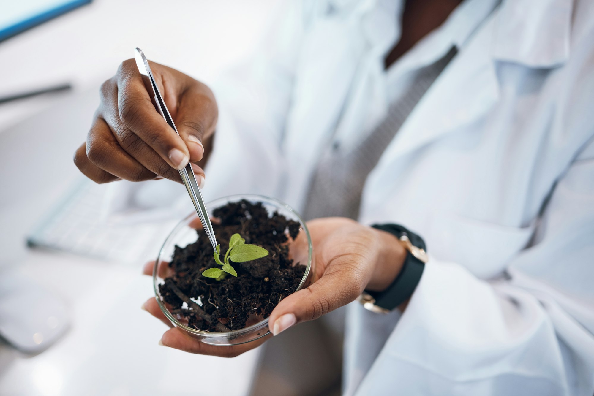 Plants research, science black woman and agriculture growth development, food security and medical